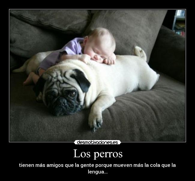 Los perros - tienen más amigos que la gente porque mueven más la cola que la lengua...