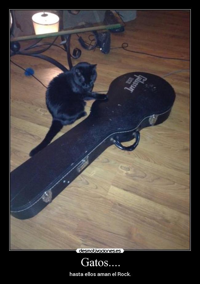 Gatos.... - 