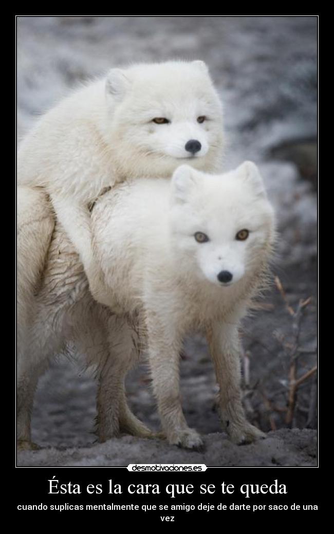 Ésta es la cara que se te queda - cuando suplicas mentalmente que se amigo deje de darte por saco de una vez