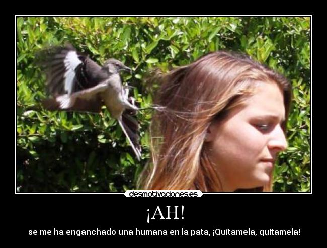 carteles pobre ruisenor desmotivaciones