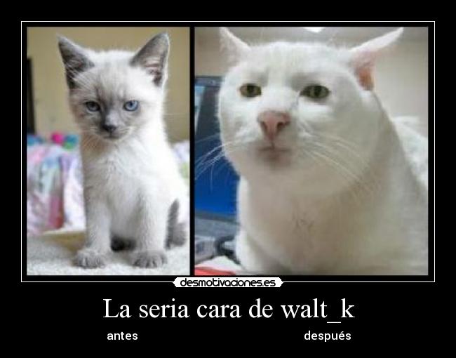 La seria cara de walt_k -