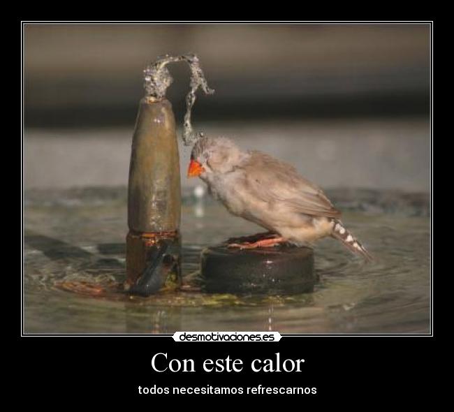 carteles ilovehardstyle calor pajaro pollo fuente refresccar desmotivaciones