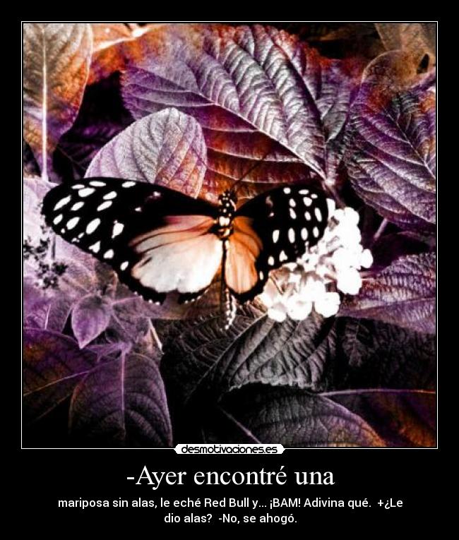 carteles mariposa red bull desmotivaciones