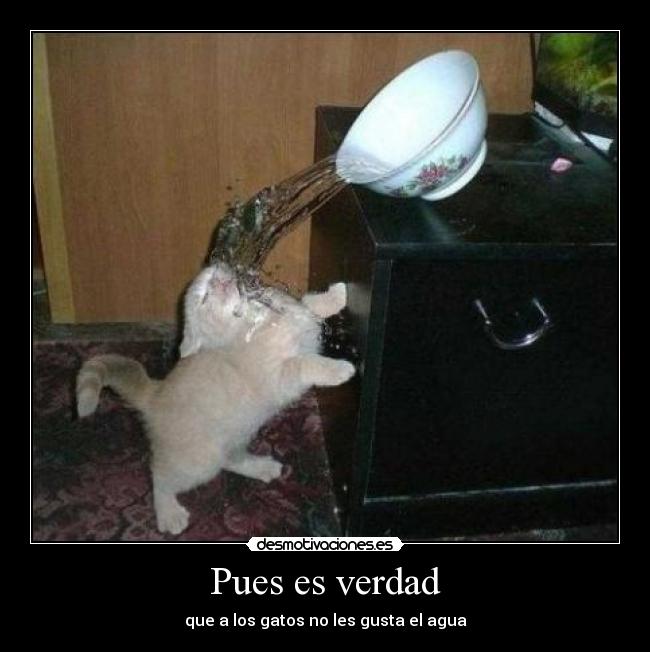 Pues es verdad - que a los gatos no les gusta el agua