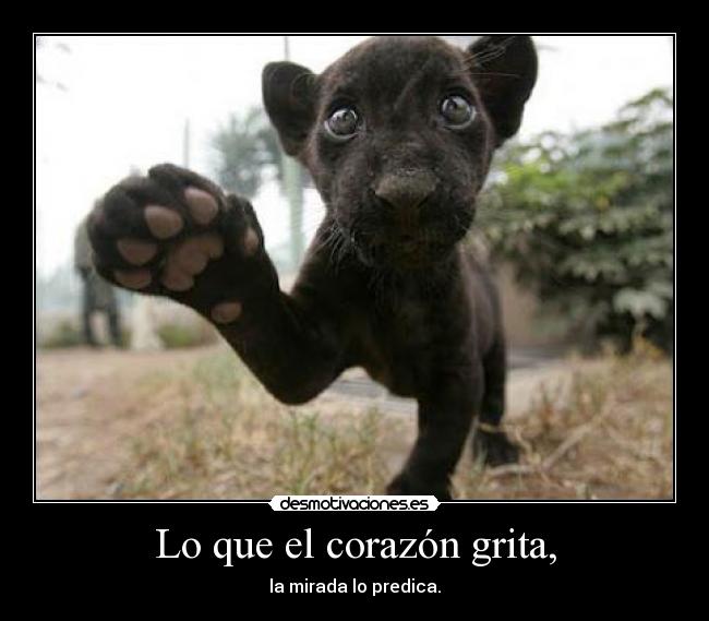 Lo que el corazón grita, - 