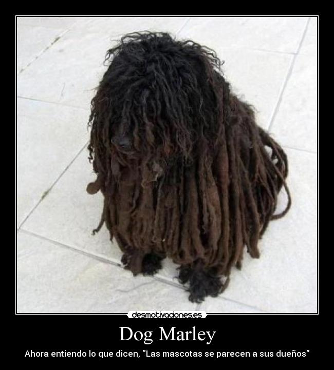Dog Marley - Ahora entiendo lo que dicen, Las mascotas se parecen a sus dueños