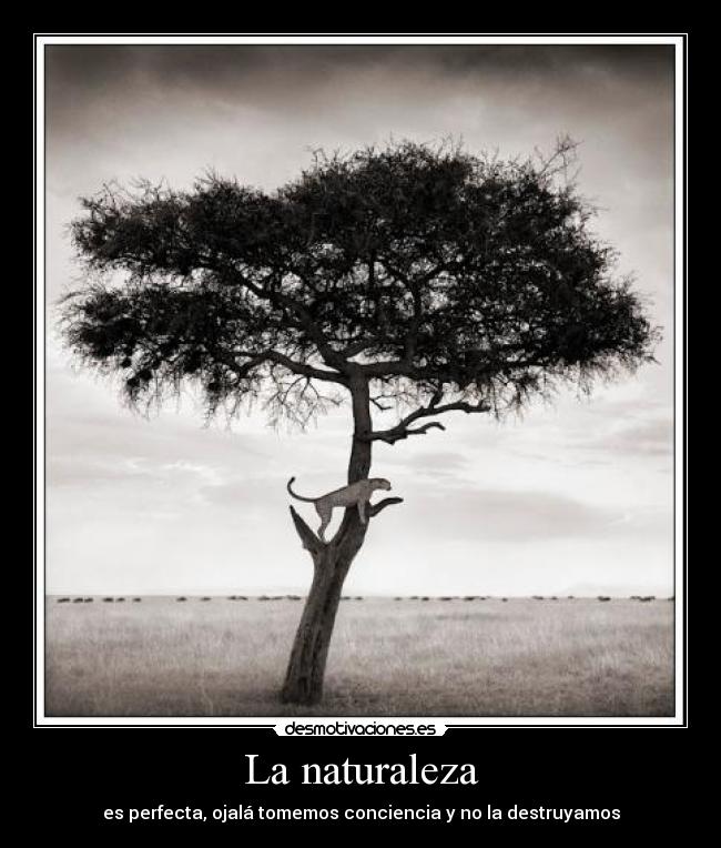 La naturaleza - es perfecta, ojalá tomemos conciencia y no la destruyamos
