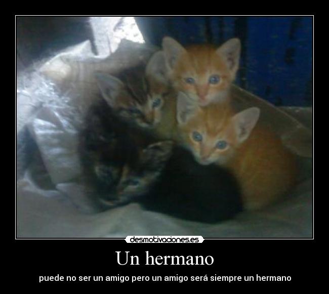 Un hermano - puede no ser un amigo pero un amigo será siempre un hermano