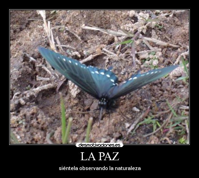 LA PAZ - siéntela observando la naturaleza