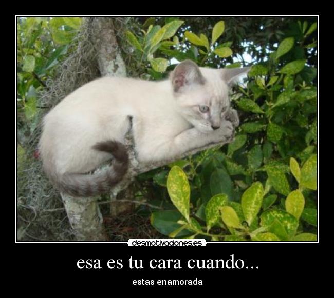 esa es tu cara cuando... - 