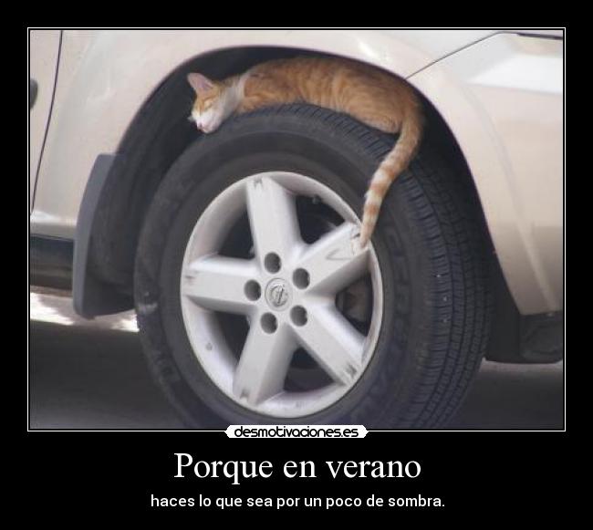 carteles verano verano sombra gato desmotivaciones