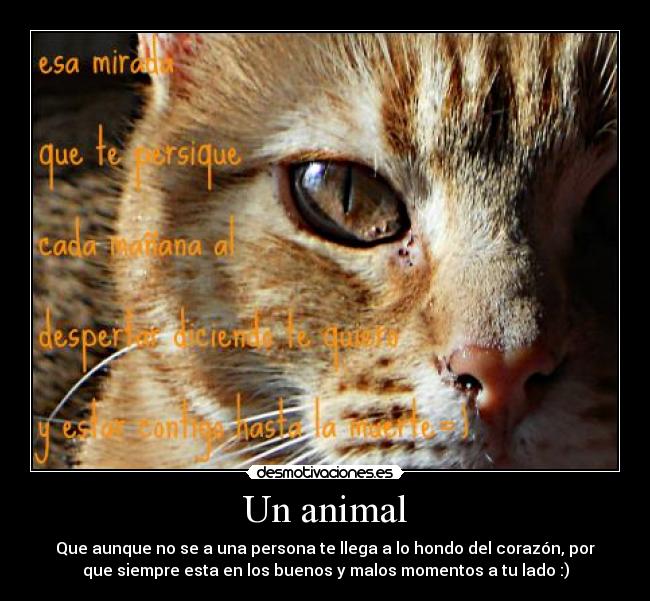 Un animal - 