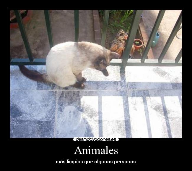 Animales -