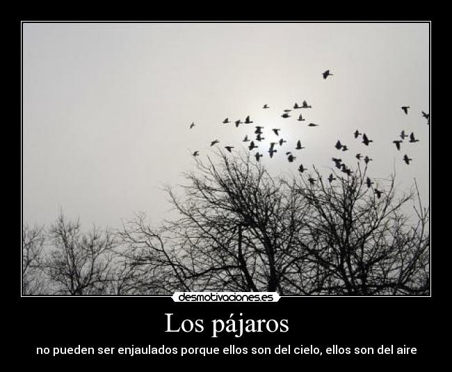 Los pájaros - no pueden ser enjaulados porque ellos son del cielo, ellos son del aire