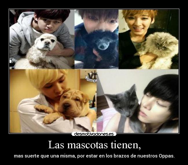 Las mascotas tienen, -