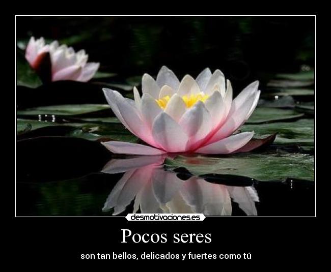 carteles flores desmotivaciones