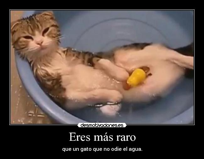 Eres más raro - que un gato que no odie el agua.