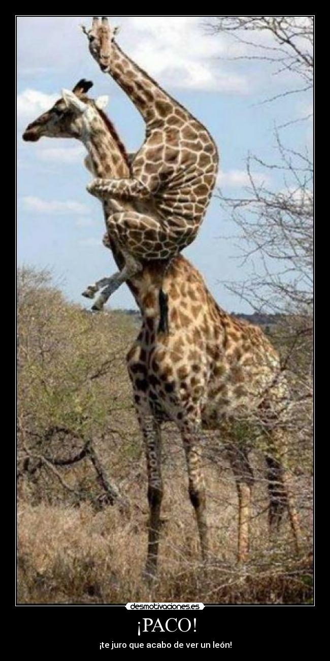 ¡PACO! - ¡te juro que acabo de ver un león!