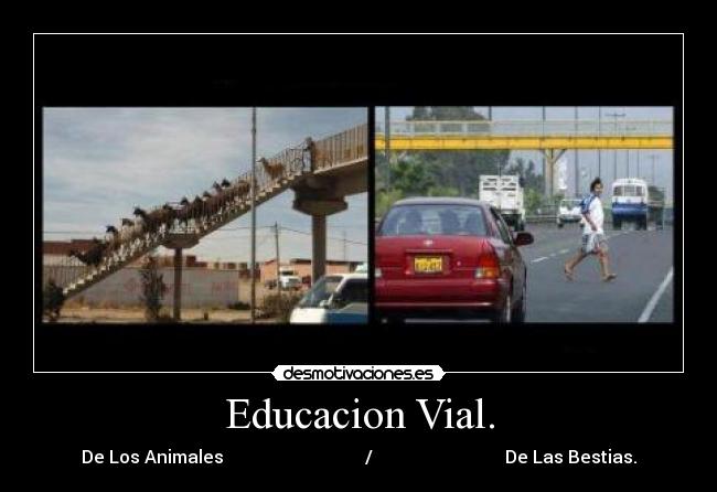 Educacion Vial. - De Los Animales / De Las Bestias.
