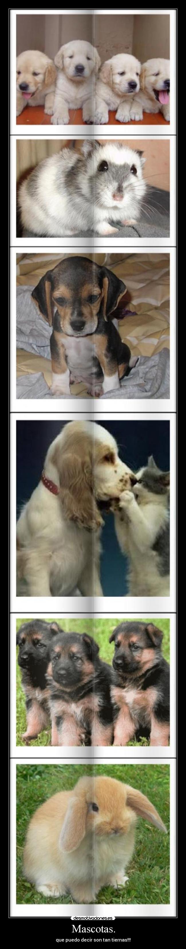 carteles mascotas desmotivaciones