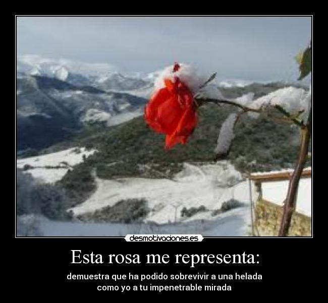 Esta rosa me representa: - 