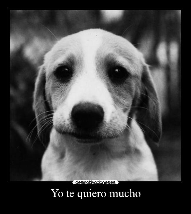 Yo te quiero mucho -