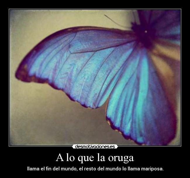 carteles mariposa oruga cami encanto desmotivaciones