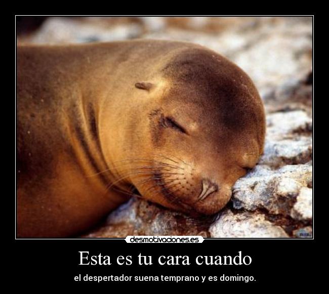 Esta es tu cara cuando - el despertador suena temprano y es domingo.