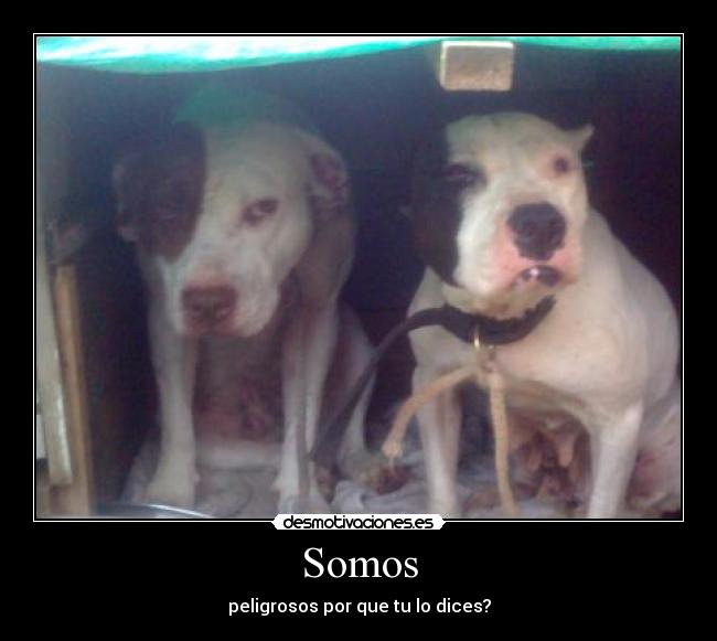 Somos - 