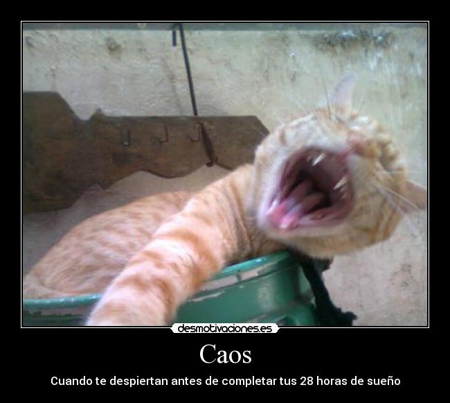 Caos - Cuando te despiertan antes de completar tus 28 horas de sueño