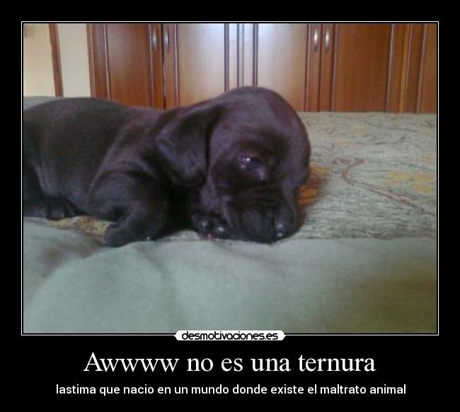 Awwww no es una ternura - lastima que nacio en un mundo donde existe el maltrato animal
