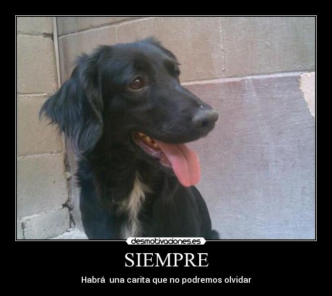 SIEMPRE -