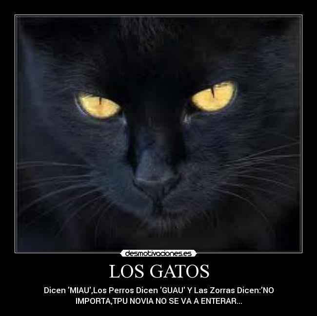 LOS GATOS - Dicen MIAU,Los Perros Dicen GUAU Y Las Zorras Dicen:NO
IMPORTA,TPU NOVIA NO SE VA A ENTERAR...