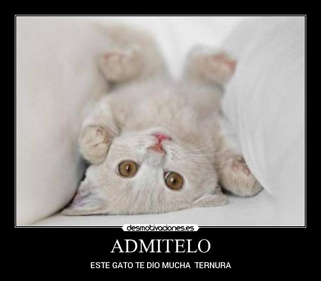 ADMITELO - ESTE GATO TE DIO MUCHA TERNURA