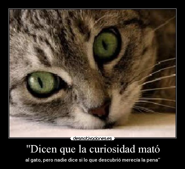 Dicen que la curiosidad mató - al gato, pero nadie dice si lo que descubrió merecía la pena