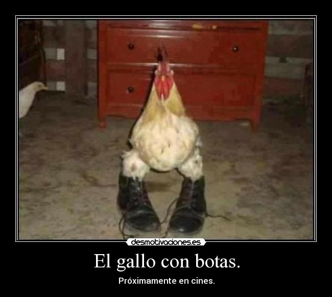 El gallo con botas. - Próximamente en cines.