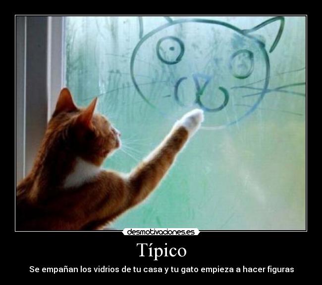 carteles tipico empana vidrio casa gatosempieza hacer figuras desmotivaciones