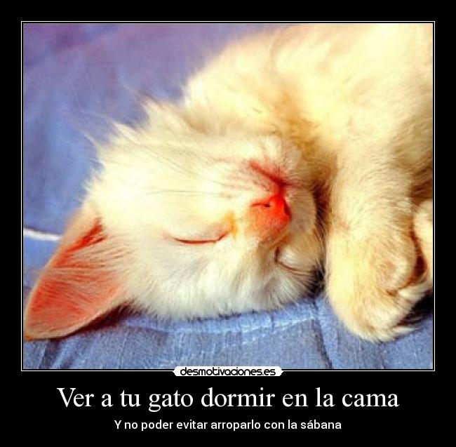 carteles dormir gato cama arropar dormir desmotivaciones