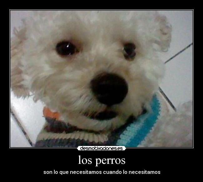 los perros - son lo que necesitamos cuando lo necesitamos