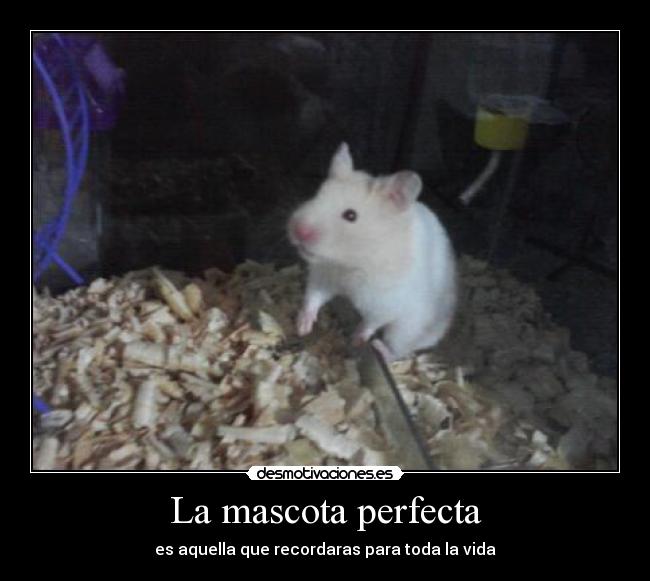 La mascota perfecta -