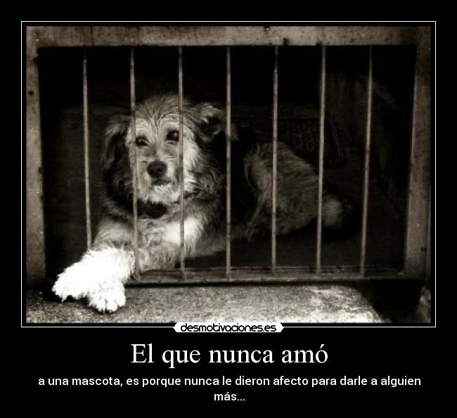 El que nunca amó - a una mascota, es porque nunca le dieron afecto para darle a alguien más...