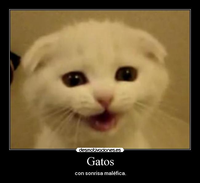 Gatos - con sonrisa maléfica.