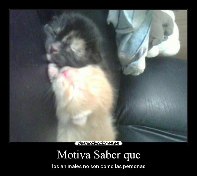 Motiva Saber que - 
