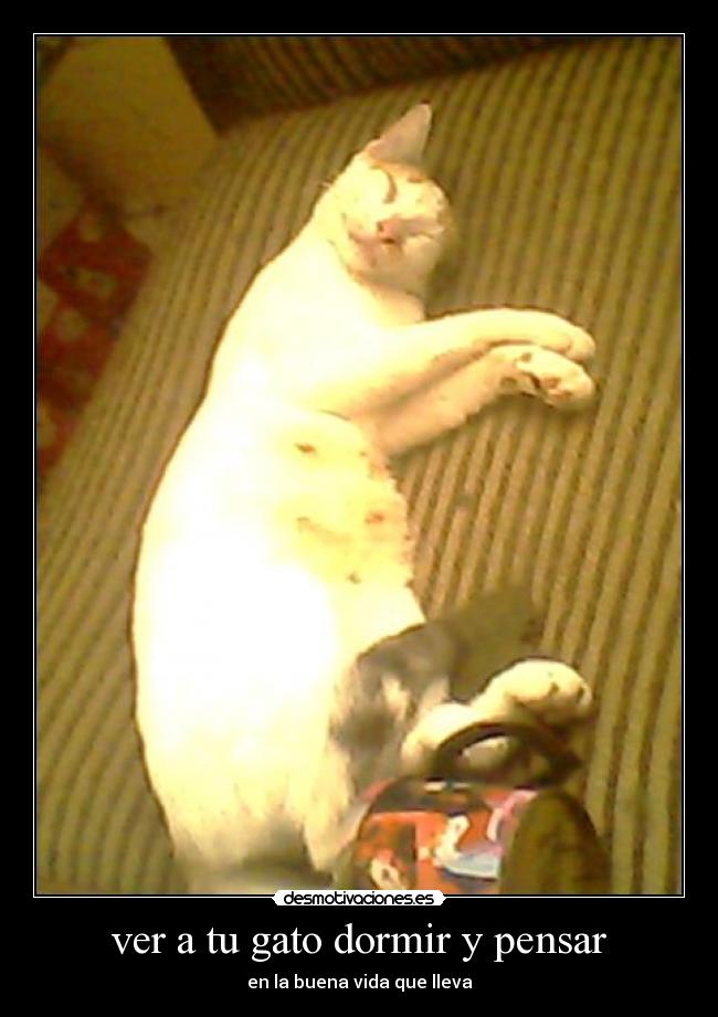 ver a tu gato dormir y pensar - 