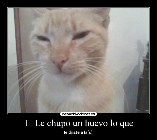 ✓ Le chupó un huevo lo que - le dijiste a la(s):