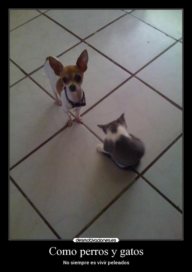 Como perros y gatos - No siempre es vivir peleados
