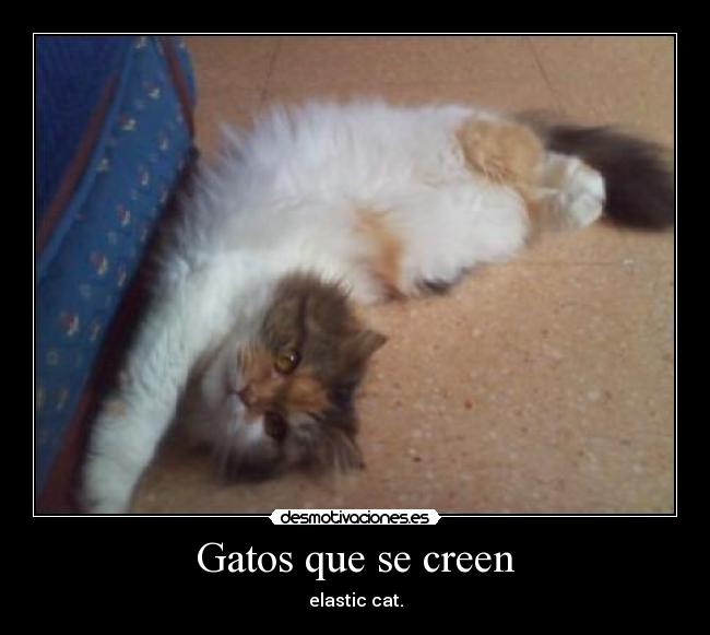 Gatos que se creen - elastic cat.