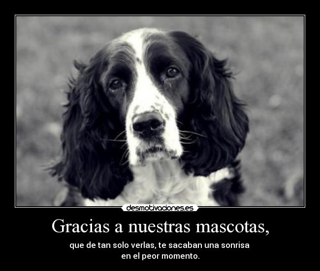 Gracias a nuestras mascotas, - que de tan solo verlas, te sacaban una sonrisa
en el peor momento.