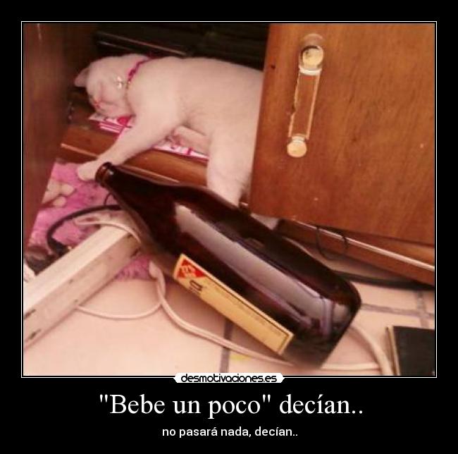 carteles gato desmotivaciones