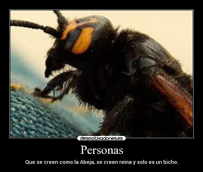 Personas - Que se creen como la Abeja, se creen reina y solo es un bicho.